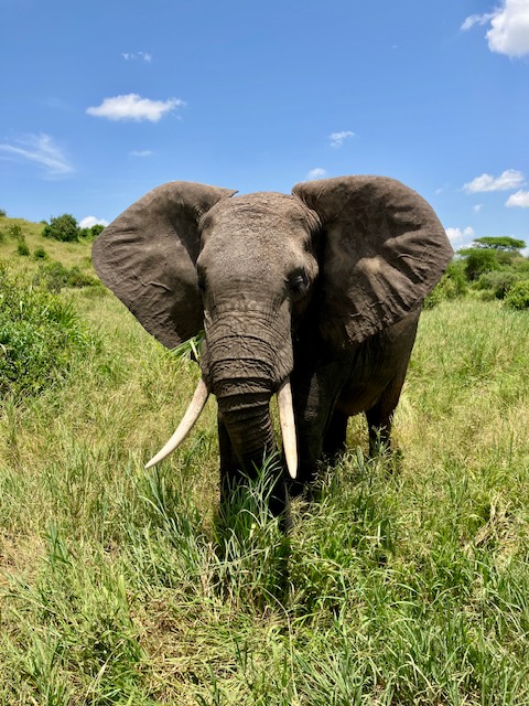Frontalansicht eines afrikanischen Elefanten mit großen Stoßzähnen auf einer Safari in Tansania, umgeben von Gras und blauem Himmel