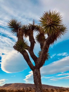 Joshua Tree mit mehreren Ästen und stacheligen Blättern vor einem blauen Himmel mit dramatischen Wolken.