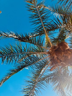 Palme vor tiefblauem Himmel, von unten fotografiert