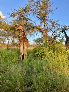 Zwei Giraffen stehen im hohen Gras unter Bäumen in der Serengeti, Tansania, bei Sonnenlicht, Rückansicht