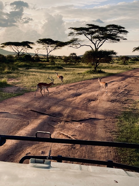 Drei Antilopen stehen auf einer unbefestigten Straße in einer savannenartigen Landschaft mit Bäumen im Hintergrund im Abendlicht. Blick aus einem Safari-Auto