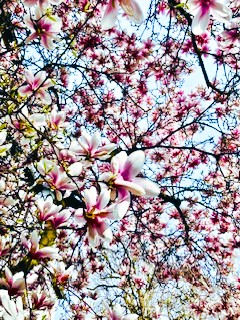 Blühende Magnolienzweige mit weißen und rosa Blüten und rosa Blütenknospen, vor blauem Himmel.