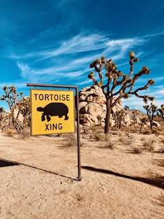 Gelbes Schild mit schwarzer Schildkröten-Silhouette und dem Text 'TORTOISE XING' in einer wüstenartigen, felsigen Landschaft mit Joshua Tree-Bäumen unter tiefblauem Himmel