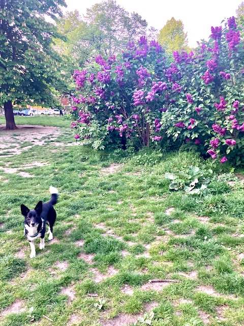 Kleiner schwarz-weißer Hund auf Wiese neben blühendem Fliederbusch umgeben von hohen Bäumen in einem Park in Berlin