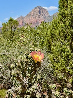 Gelb-rot blühender Kaktus vor grünen Büschen und einem felsigen Berg unter blauem Himmel