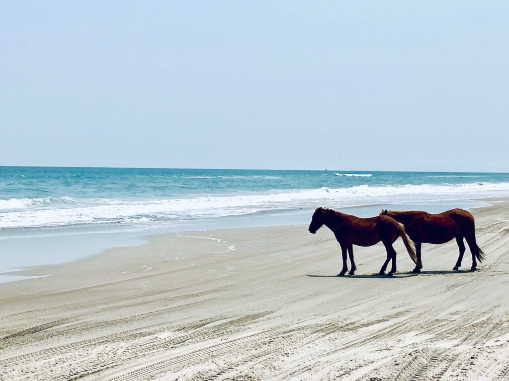 Zwei braune Pferde stehen nebeneinander an einem leerenStrand an der Brandung und schauen aufs Meer unter klarem blauem Himmel