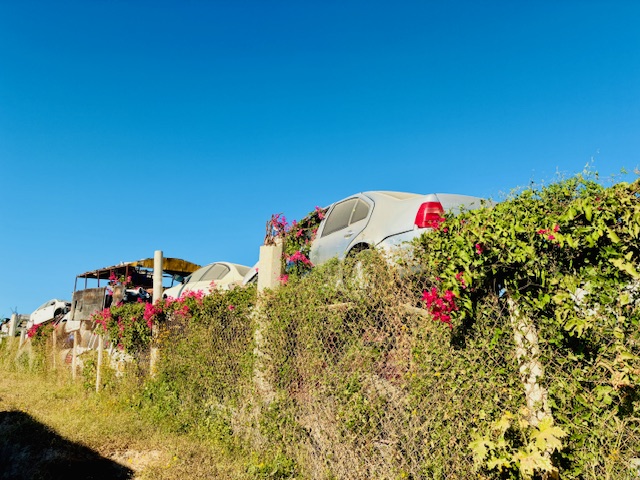 Mehrere Schrottautos stehen hinter einem mit grünem Bewuchs und roten Blüten bewachsenen Maschendrahtzaun unter klarem blauem Himmel