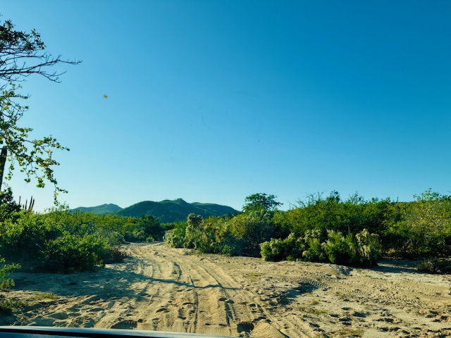 Sandiger Weg führt durch dichte grüne Büsche und Kakteen unter klarem blauem Himmel mit Bergen im Hintergrund