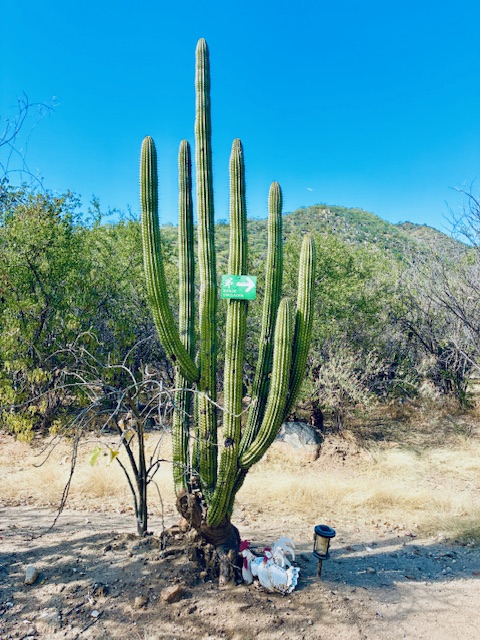 Großer, mehrarmiger Kaktus umgeben von trockenem Buschwerk und Bergen im Hintergrund vor blauem Himmel. An dem Kaktus ist ein grünes Schild mit der Aufschrift "Notausgang" auf Spanisch angebracht