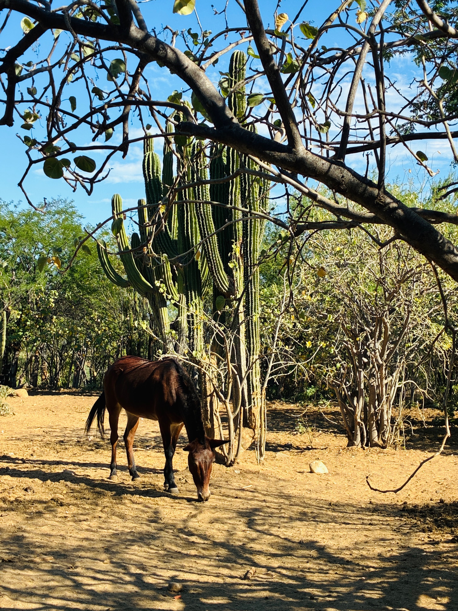 Braunes Maultier grast im Schatten eines großen, mehrarmigen Kaktus in einer trockenen Landschaft mit Bäumen und blauem Himmel