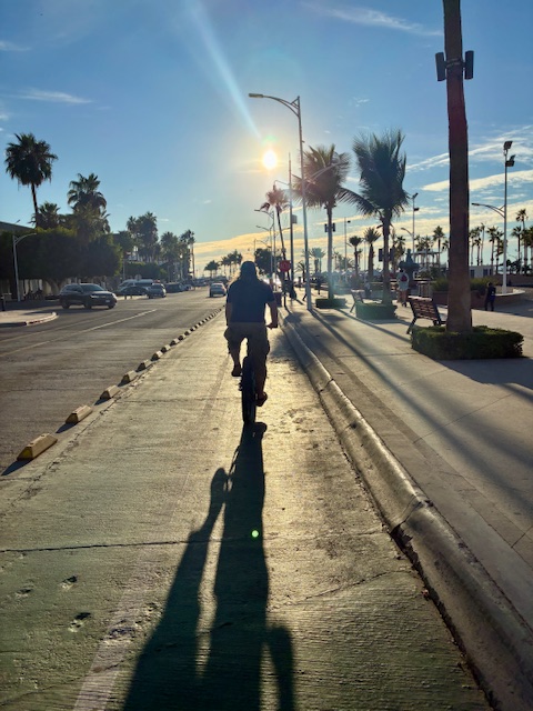 Person auf Fahrrad fährt auf einem Radweg entlang einer Straße mit Palmen bei tiefstehender Sonne