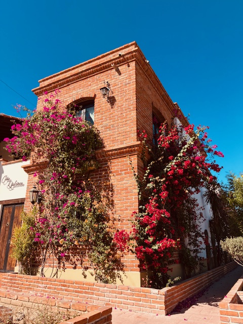 Eckhaus aus rotem Backstein mit blühenden roten und rosa Kletterpflanzen unter klarem blauem Himmel