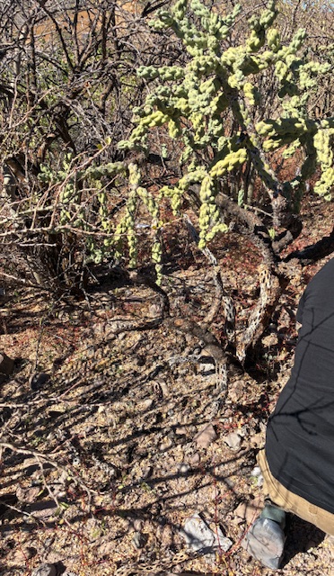 Kakteen mit grünen, stacheligen Armen in einer trockenen, bewachsenen Landschaft, rechts Rücken einer Person mit schwarzer Jacke und brauner Hose, die am Boden kauert