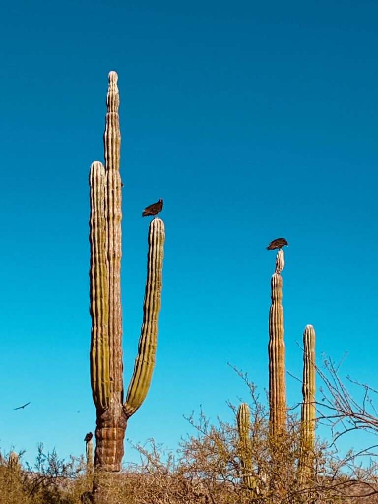 Mehrere hohe, säulenförmige Kakteen mit zwei Geiern die auf den Spitzen sitzen, vor klarem blauem Himmel
