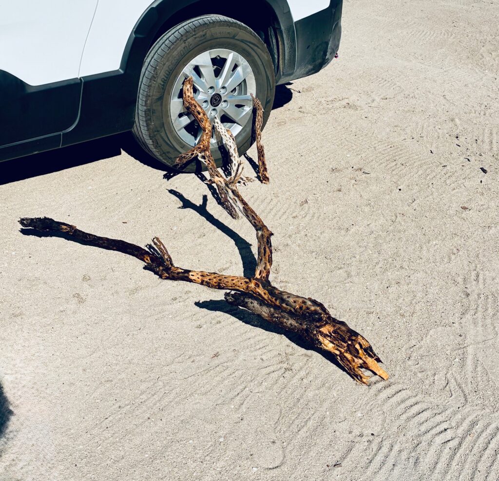 Vier trockene Äste des Cholla-Kaktus liegen im Sand vor dem Reifen eines Autos