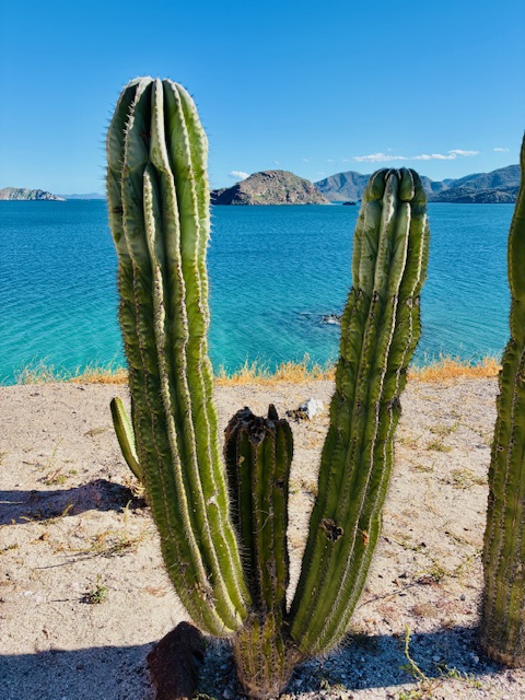 Drei hohe, grüne Säulenkakteen auf sandigem Boden vor blauem Meer und klarem Himmel