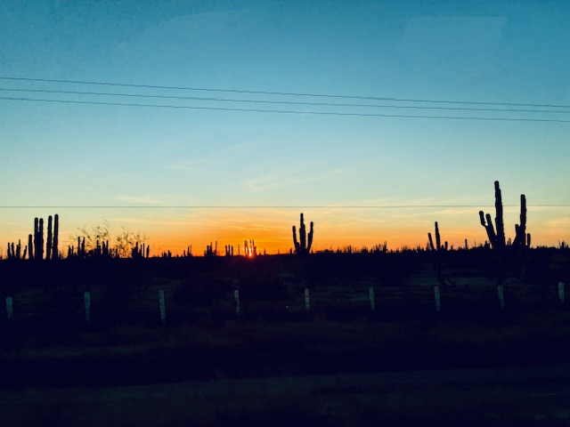 Horizont mit mehreren hohen, stacheligen Kakteen vor einem orange-blauen Abendhimmel