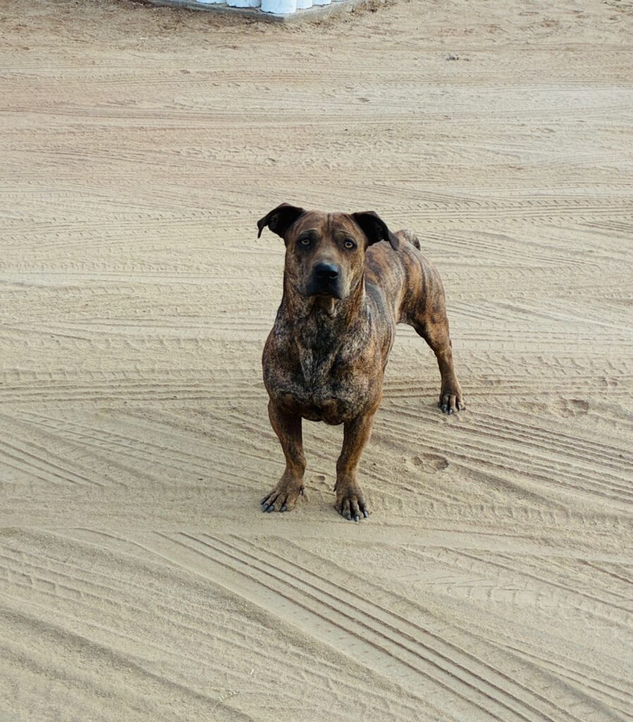 Braun gestromter Hund mit kurzem Fell steht auf sandigem Untergrund mit Reifenspuren