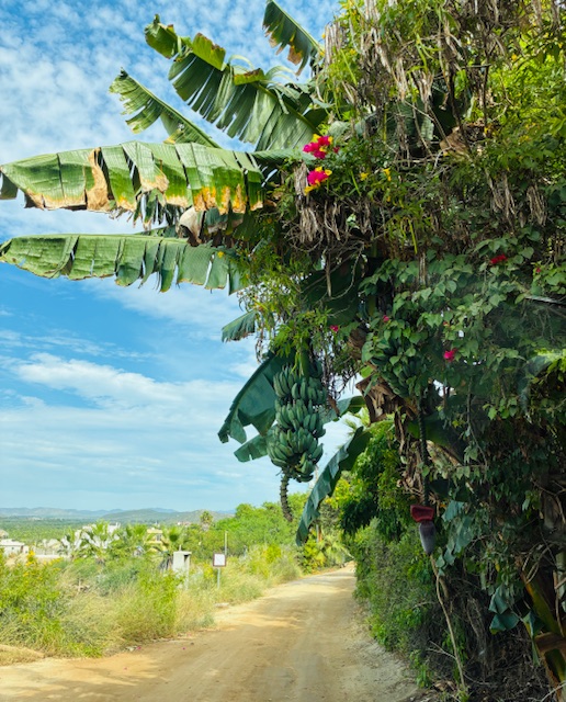 Bananenstaude mit grünem Fruchtstand und großen Blättern neben einem unbefestigten Weg, umgeben von dichtem Grün und blauem Himmel