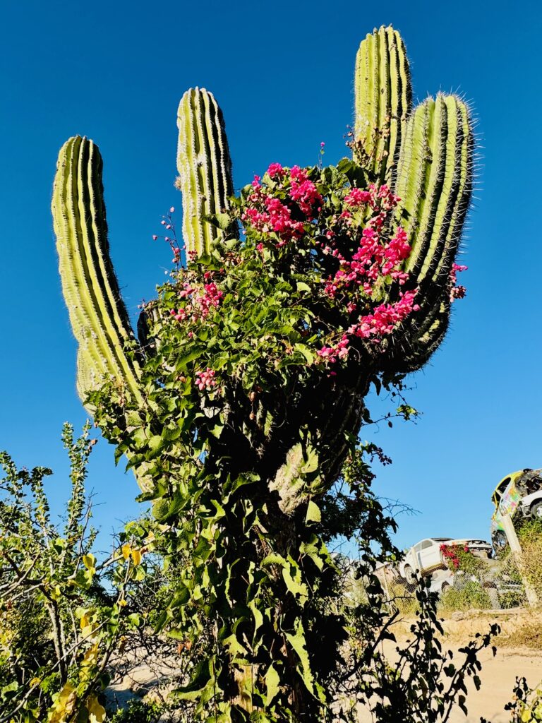 Großer Kaktus mit mehreren aufrechten Armen, umrankt von grünen Blättern und leuchtend roten Blüten vor blauem Himmel