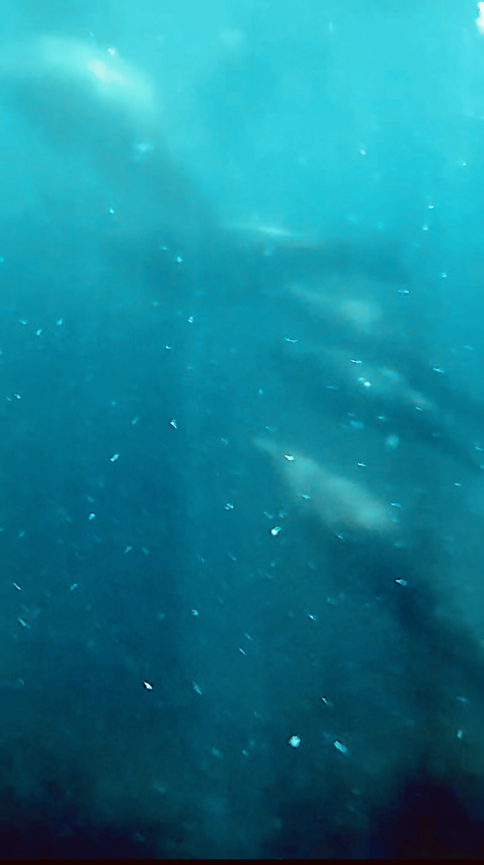 Unterwasseraufnahme mit mehreren unscharfen Seelöwen in blau-grünem Wasser