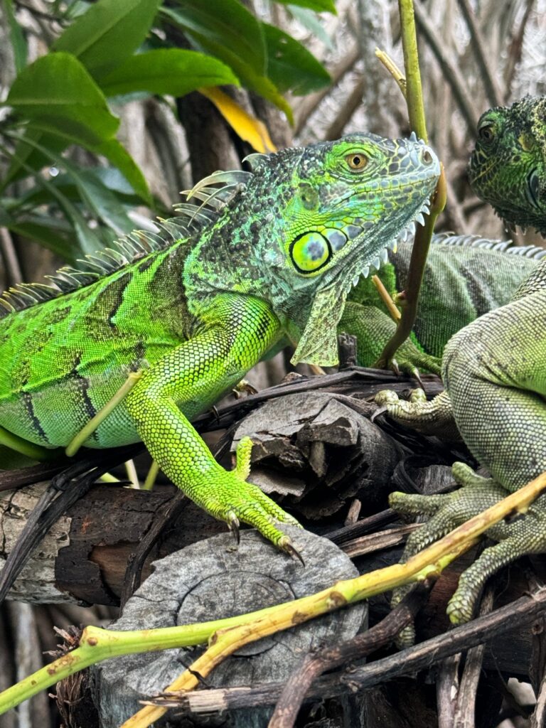 Grüner Leguan mit prächtig gezeichneter, schuppiger Haut sitzt auf Geäst, umgeben von grünen Blättern und Zweigen