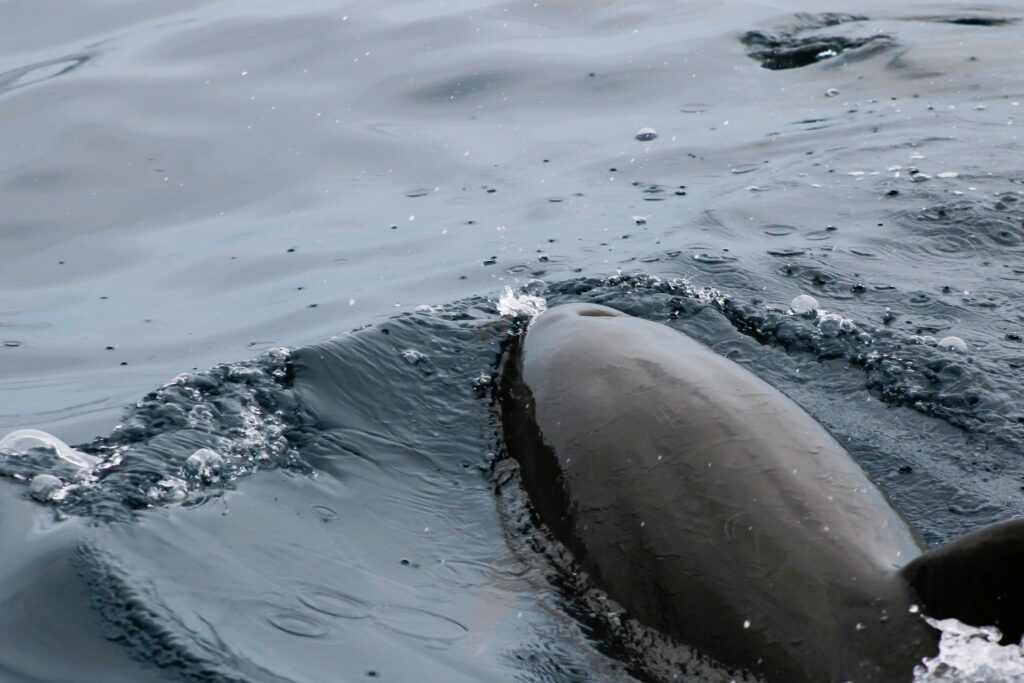 Nahaufnahme eines schwimmenden Delphins mit Atemloch im Meer