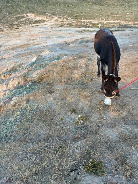Brauner Esel mit weißer Schnauze und rotem Seil steht auf trockenem, spärlich bewachsenem Boden und frisst