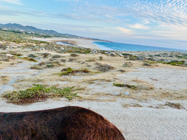 Blick auf einen Strand in sandiger, karg bewachsener Landschaft unter hellblauem Himmel, im Vordergrund das Hinterteil eines braunen Esels