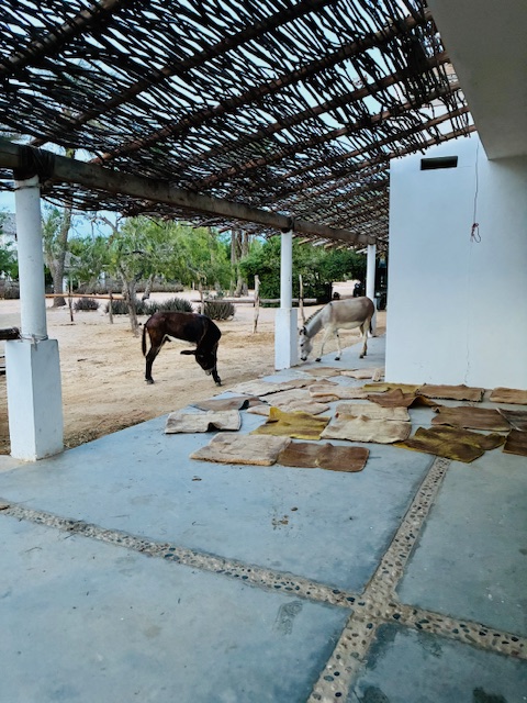 Zwei Esel stehen auf sandigem Boden neben einer überdachten Terrasse mit mehreren ausgebreiteten Matten