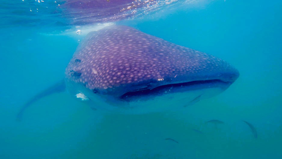 Nahaufnahme eines Walhais unter Wasser mit sichtbaren Punkten auf dem Körper und mehreren Fischen in der Umgebung