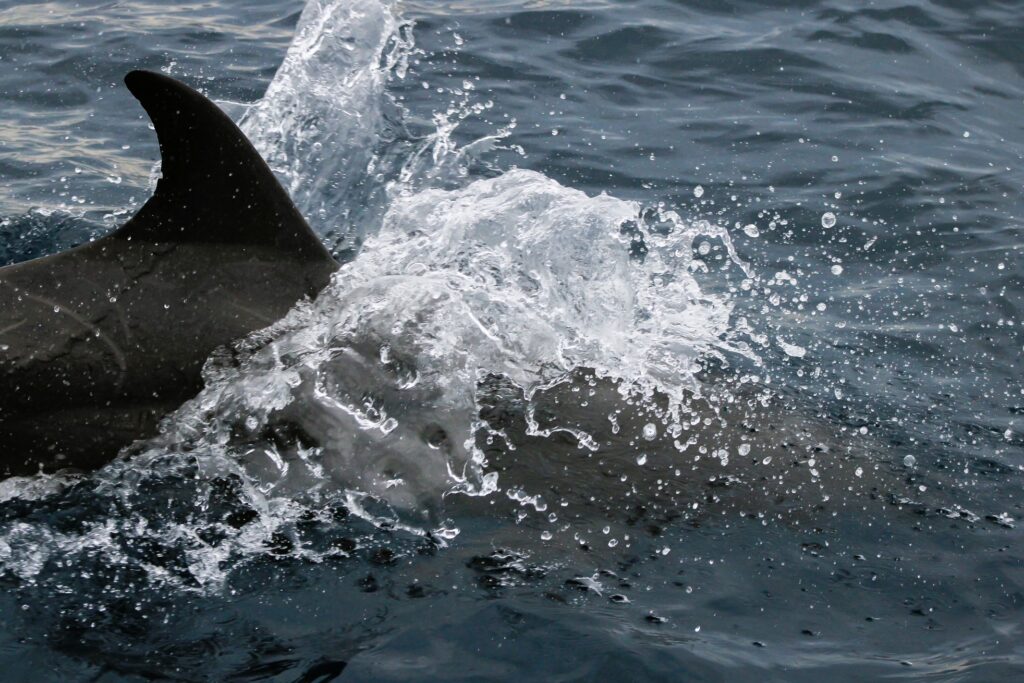 Delphin im Meer mit spritzendem Wasser