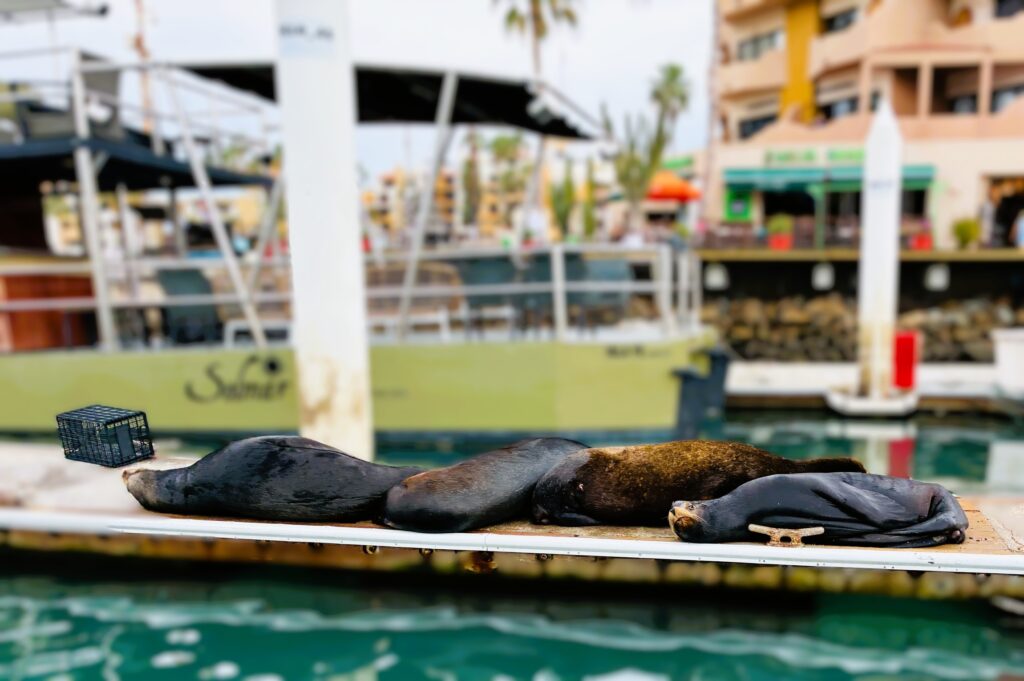 Vier ruhende Seelöwen liegen nebeneinander auf einem Holzsteg am Wasser, im Hintergrund Boote und Gebäude