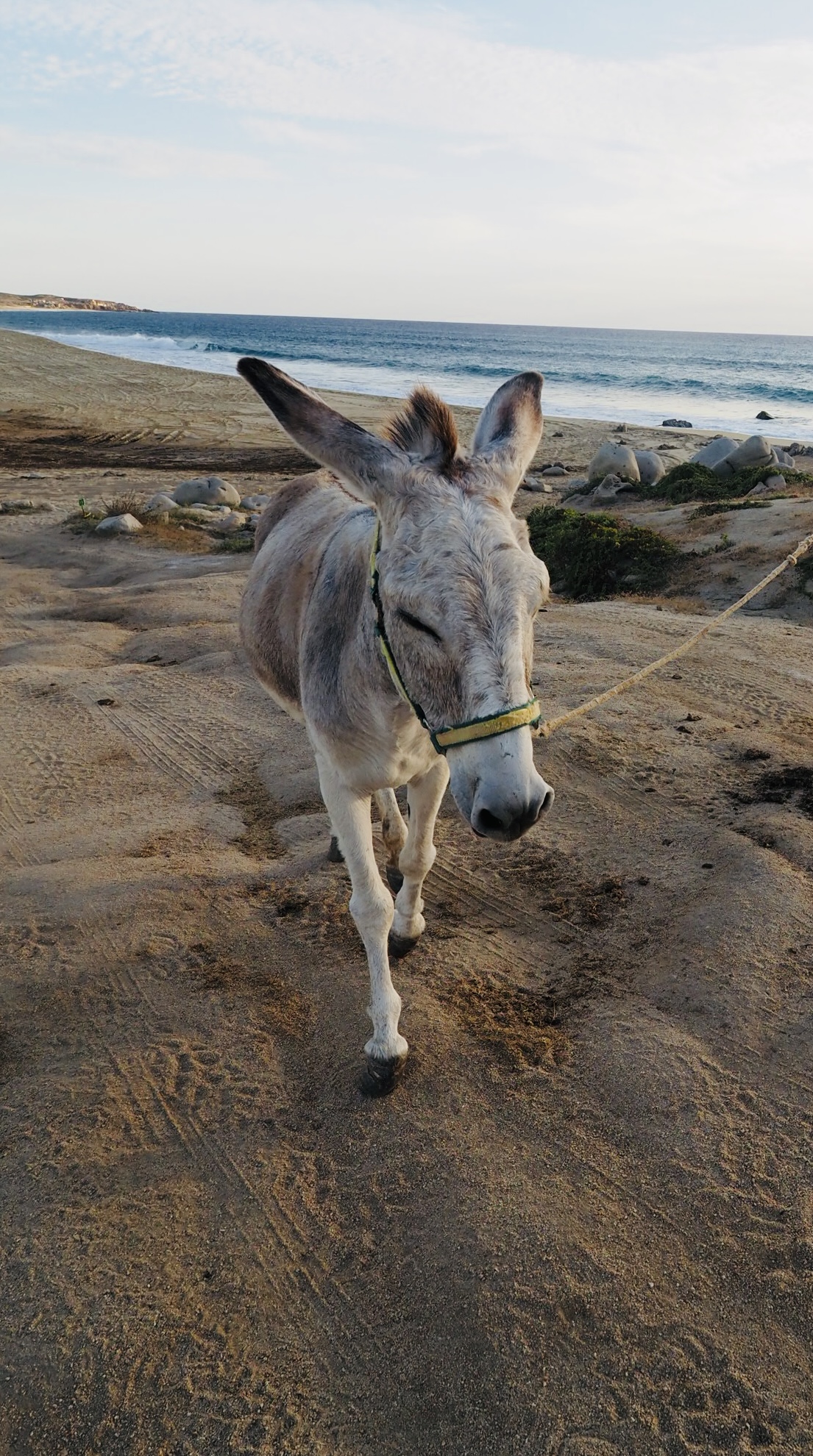 Ein grauer Esel geht mit geschlossenen Augen an einer sandigen Küste entlang