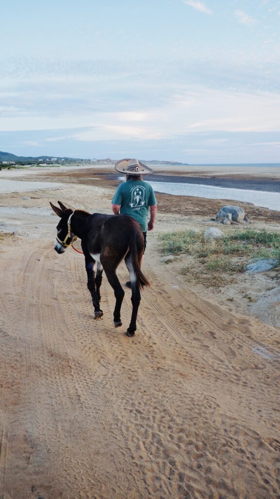 Person mit breitkrempigem Hut und grünem T-Shirt führt einen Esel auf einem sandigen Weg entlang einer Küste