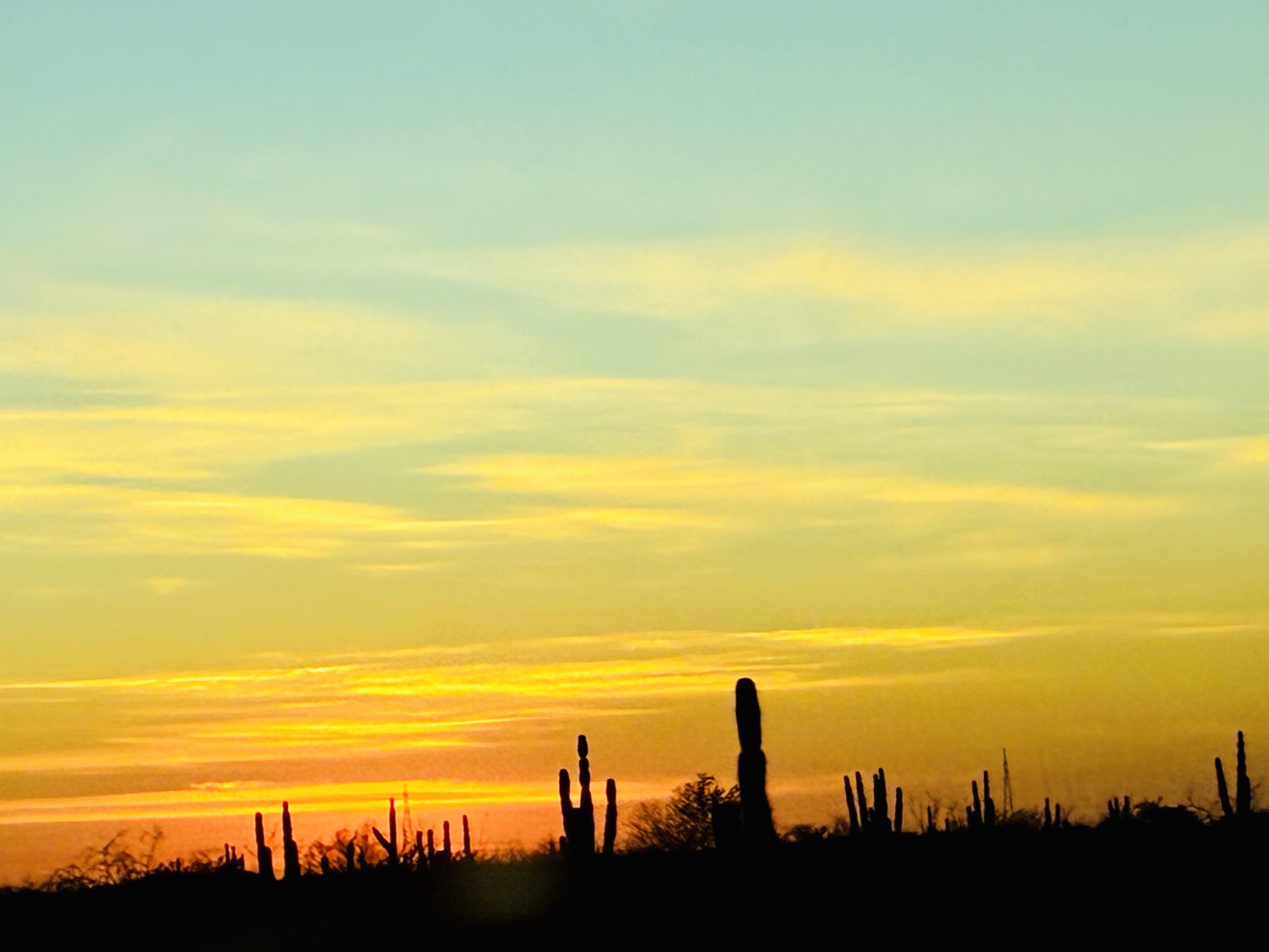 Horizont mit mehreren Kaktuspflanzen vor einem gelb-orangefarbenen Himmel bei Sonnenuntergang