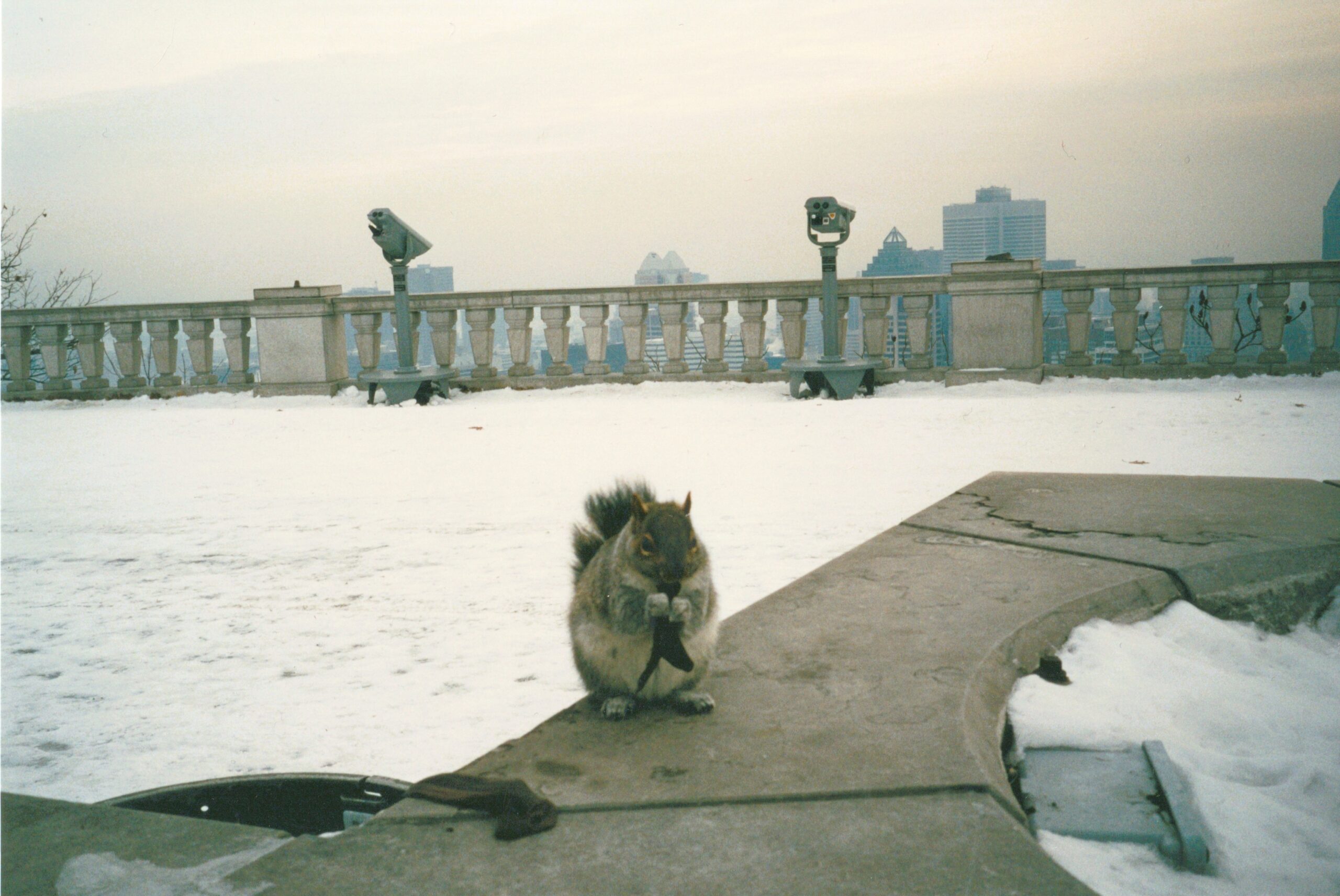 Ein dickes, graues Eichhörnchen sitzt auf einem Mäuerchen vor einer schneebedeckten Fläche. Im Hintergrund ein Steingeländer mit Blick auf eine Stadt im Hintergrund unter weißem Himmel. Etwas unscharfe Analogaufnahme