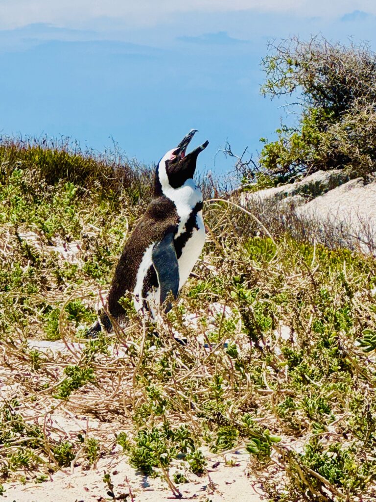 Pinguin mit geöffnetem Schnabel steht in sandiger Vegetation vor Felsen