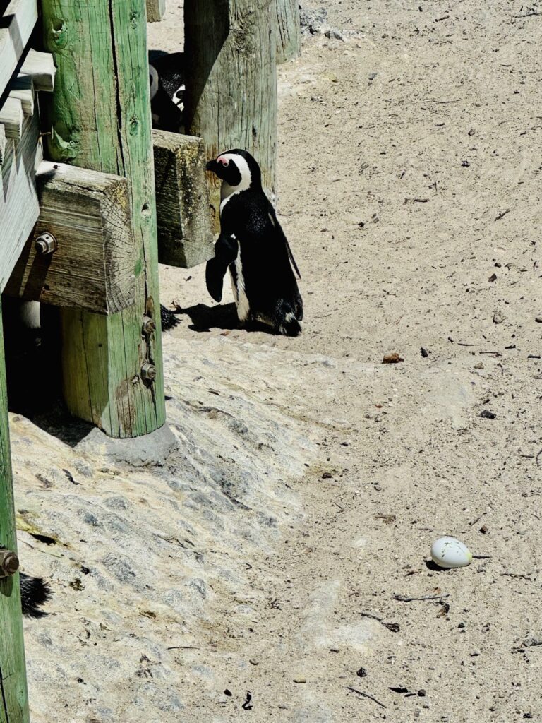 Pinguin steht auf sandigem Boden neben einem Holzsteg mit einem Ei in der Nähe