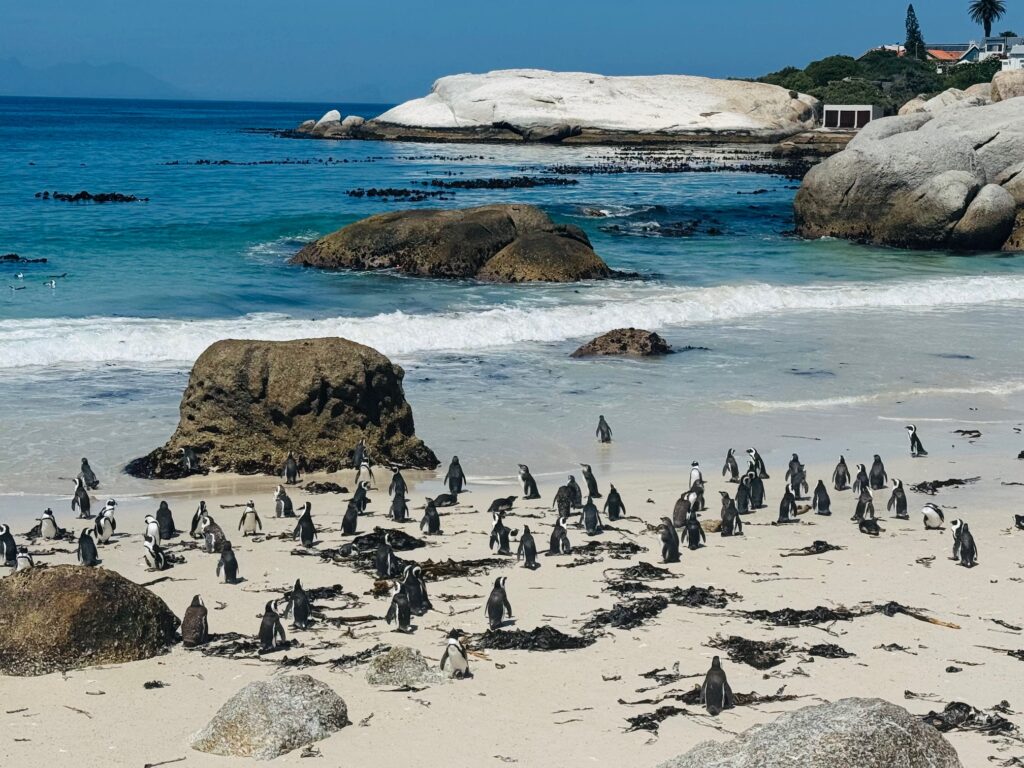 Strand mit einer großen Gruppe Pinguine zwischen Felsen und Meer