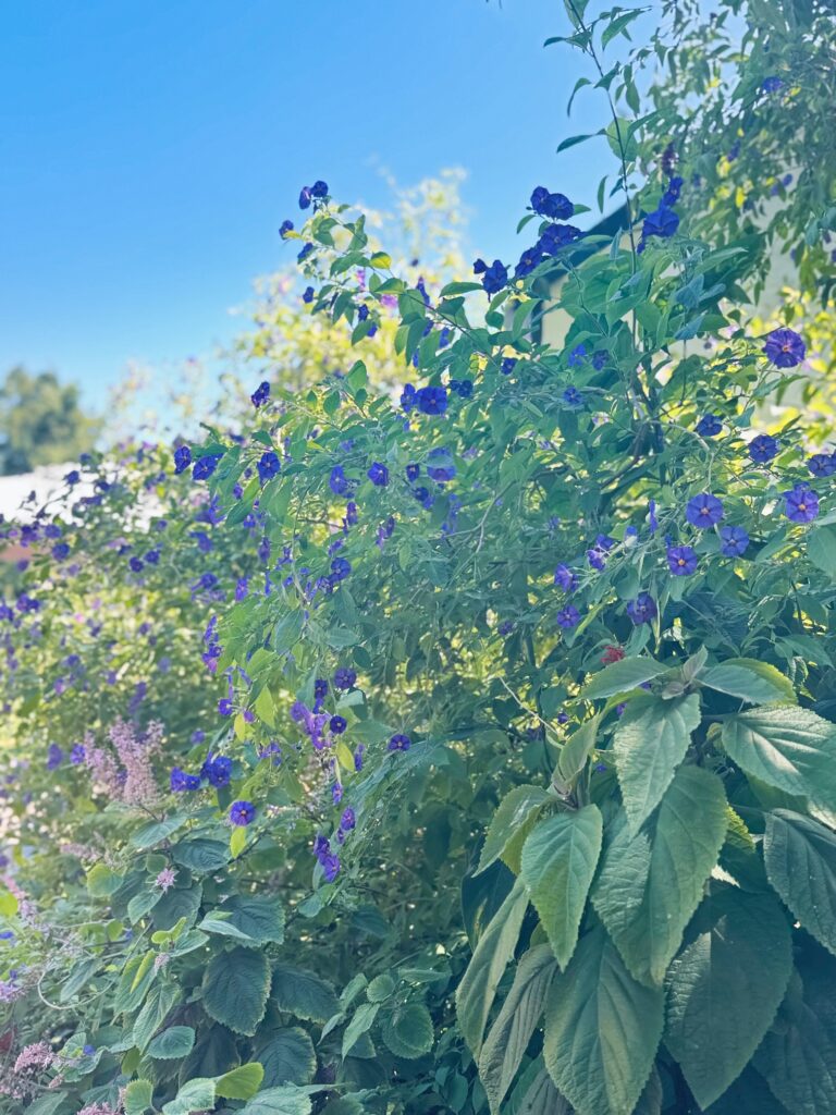 Grüne Pflanzen mit zahlreichen kleinen violetten Blüten vor blauem Himmel