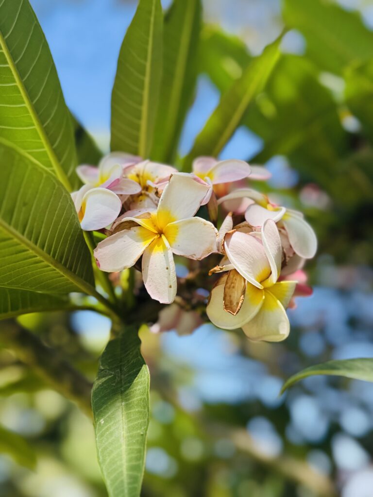 Nahaufnahme von mehreren Blüten mit weißen und gelben Blütenblättern an einem Zweig mit grünen Blättern vor blauem Himmel