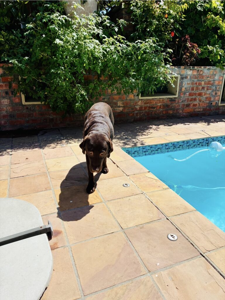 Brauner Labrador läuft auf gepflasterter Terrasse neben blauem Swimmingpool mit Poolreinigungsgerät