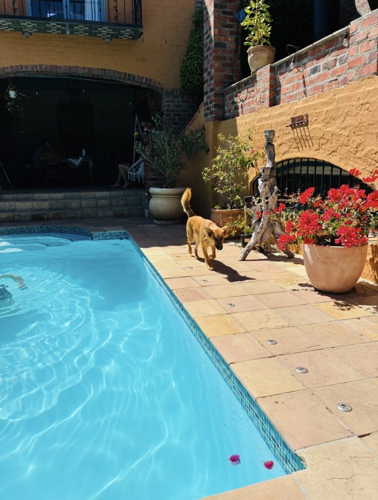 Ein brauner Hund läuft auf einer sonnigen Terrasse neben einem Schwimmbecken mit klarem Wasser