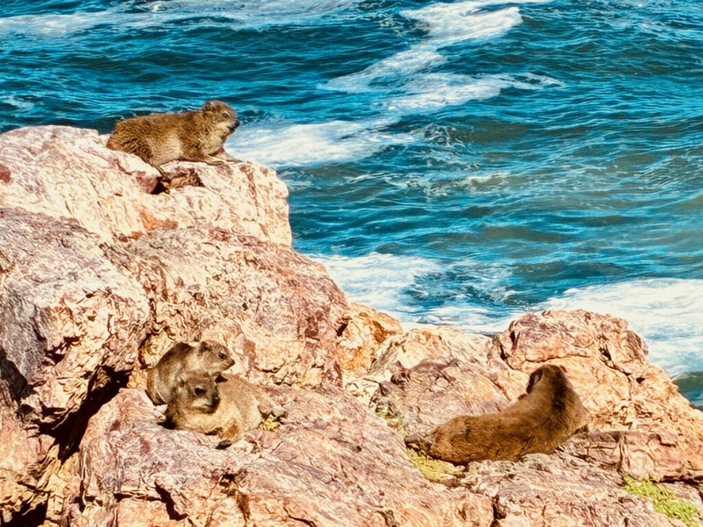 Vier dickliche Pelztiere liegen liegen in der Sonne auf felsigem Untergrund über tiefblauem, leicht bewegtem Meer