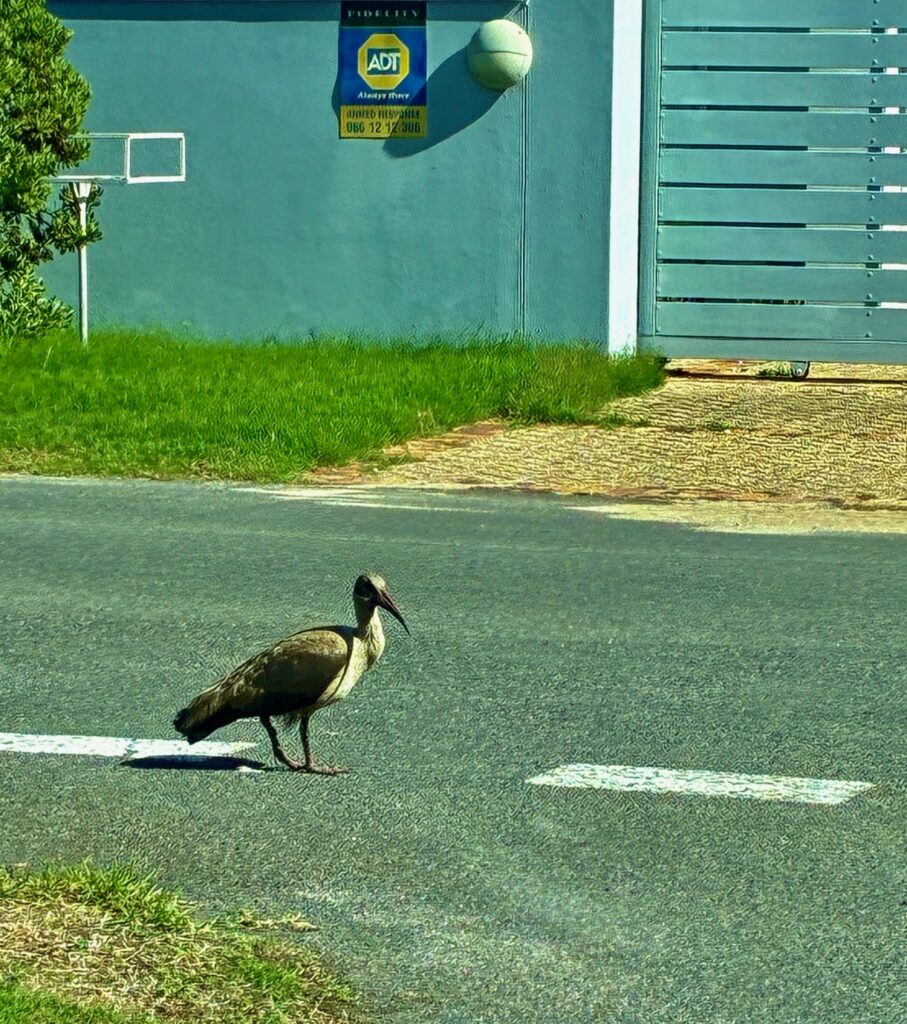 Vogel mit langem Schnabel steht auf einer Straße vor einem Haus mit grünem Zaun und Sicherheitsschild