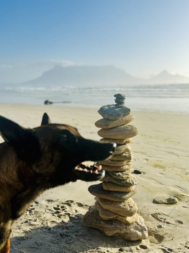 Kopf eines wilden Hundes mit offener Schnauze im Vordergrund am Strand neben einem Turm aus übereinandergestapelten Steinen mit unscharfem Tafelberg im Hintergrund