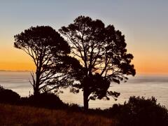 Silhouetten von Bäumen vor einem Sonnenuntergang am Meer