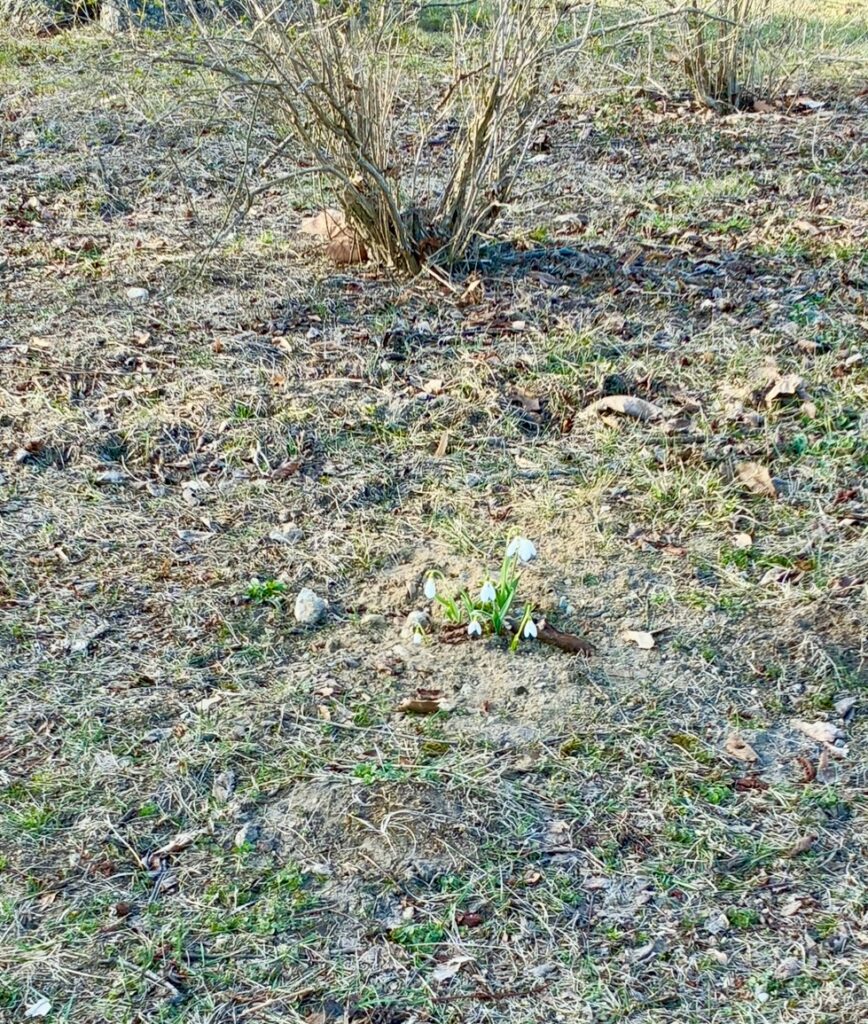 Kleine Gruppe von Schneeglöckchen auf kargem Boden mit trockenem Busch im Hintergrund