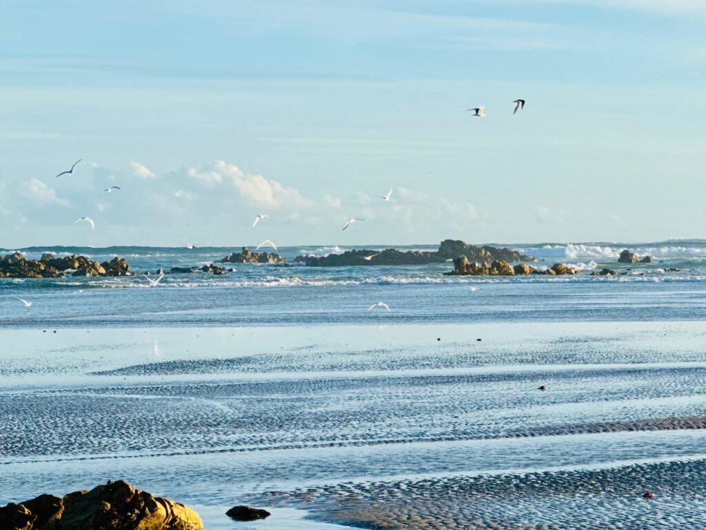 Vogelgruppe fliegt über ruhige Meeresoberfläche mit Felsen im Hintergrund unter klarem, hellblauem Himmel